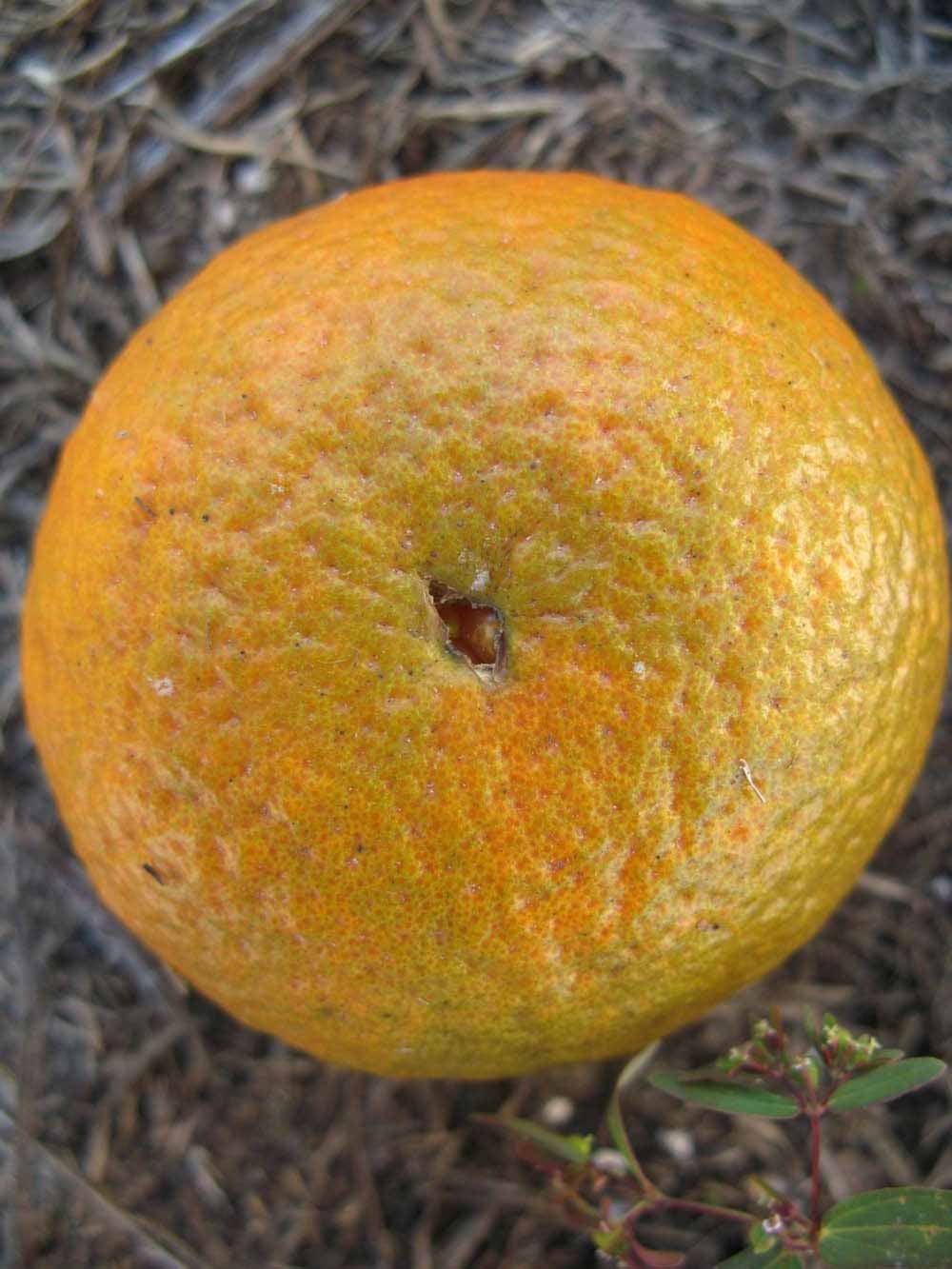              Fruit (Winter Haven, FL)       